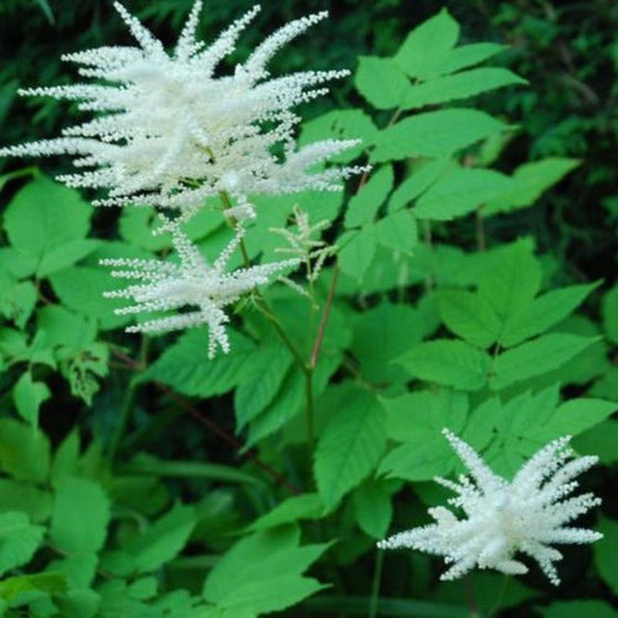 White flowers of Aruncus dioicus Goatsbeard