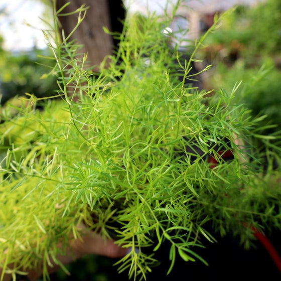 Asparagus Ferns fine light green foliage