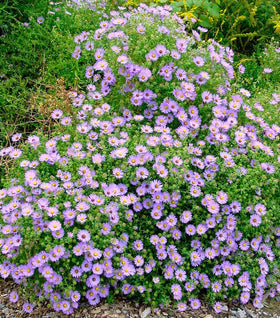 Aster October Skies