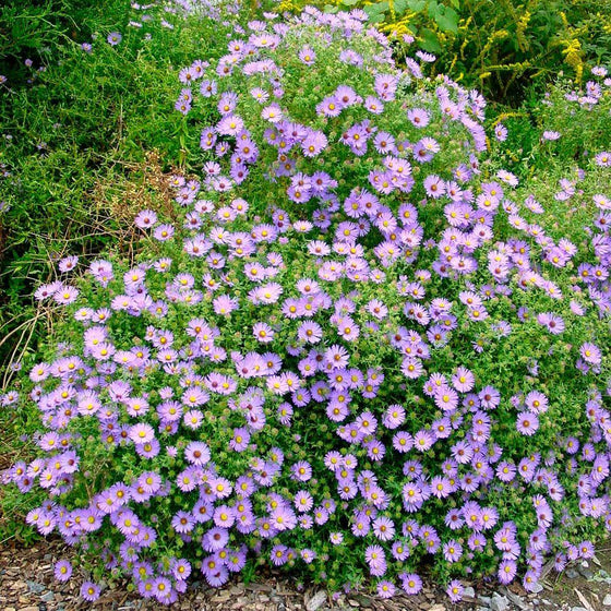 Aster October Skies in the fall garden
