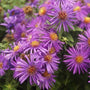 Aster Purple Dome purple daisy-like flower