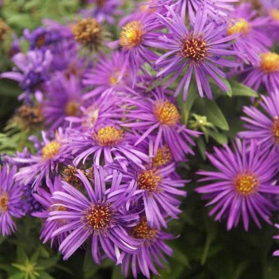 Aster Purple Dome purple daisy-like flower