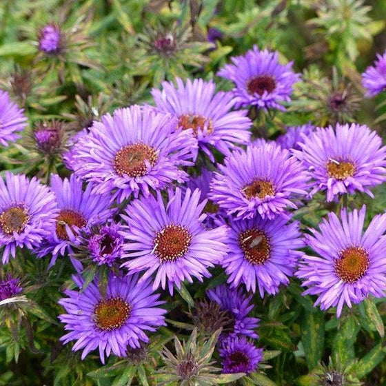Aster Purple Dome flowers in the fall