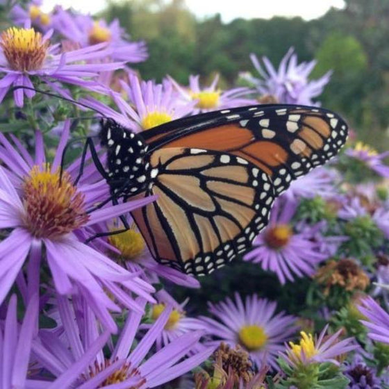 Raydon's Favorite Aster Perennial Blooms Attract Pollinators
