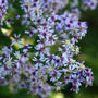 Pre blooming solid blue Aster Wood with purple centers