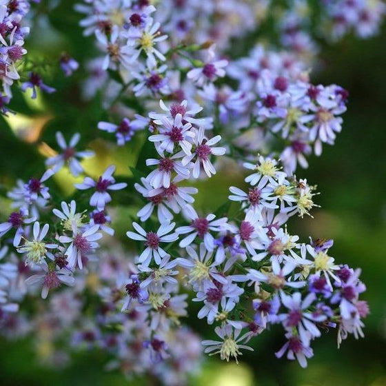 Pre blooming solid blue Aster Wood with purple centers