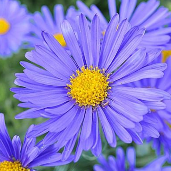 Close-up of Aster ‘Wood’s Blue’ blooms showing golden centers and clear blue petals.