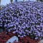 Dense mound of green foliage and upright stems of Wood’s Blue Aster covered in late-season blue flowers.