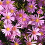 Pink Wood Aster in the full sun
