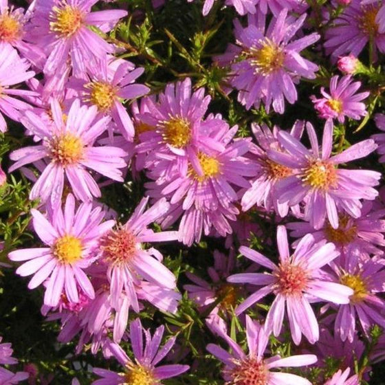 Pink Wood Aster in the full sun
