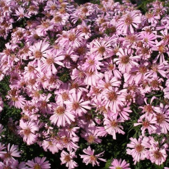Buy Aster 'Wood's Pink' | Compact Pink Fall Aster | Garden Goods