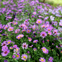 aster woods purple fall blooms