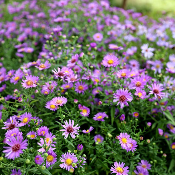 aster woods purple fall blooms