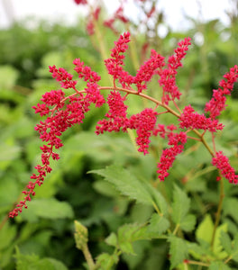 Astilbe Fanal