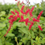 feathery pink perennial for cut flower garden
