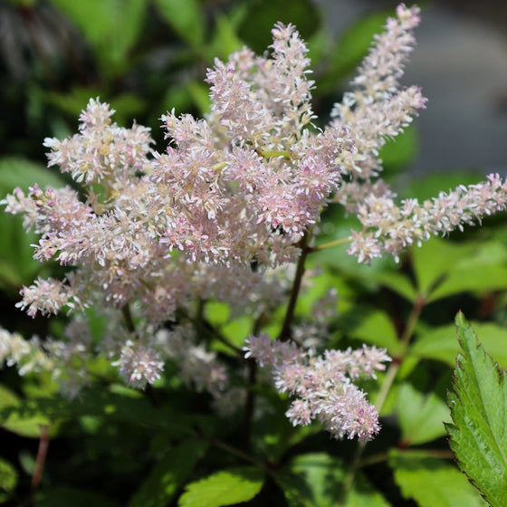 sweet peachy color on astilbe peach blossom