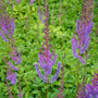 Astilbe Pumila purple flowers and blurred green foliage
