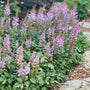 astillbe pumilla in the garden