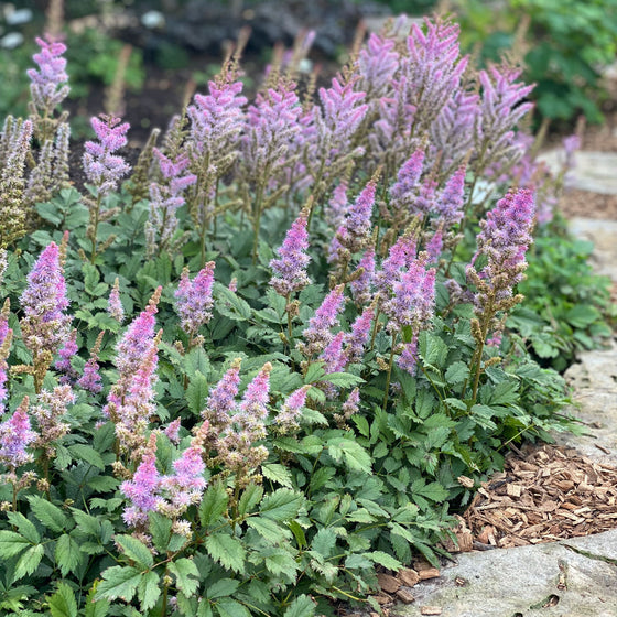 astillbe pumilla in the garden