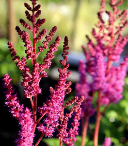 Astilbe Vision in Red
