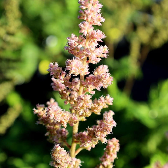pale pink blooms on our astilbe visions in pink