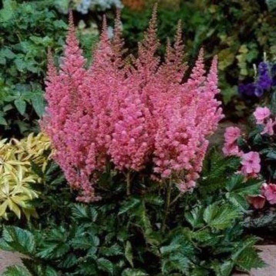astilbe visions in pink in a mixed perennial garden