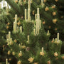 close up picture of Austrian Pine green needles, tan needles, and pine cones