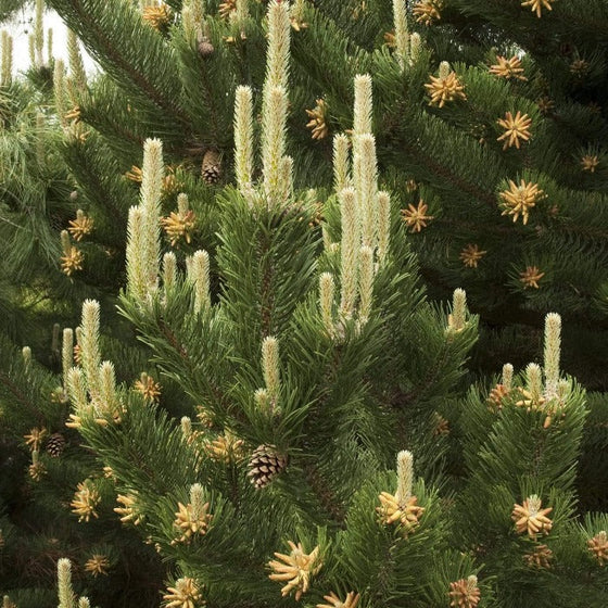 close up picture of Austrian Pine green needles, tan needles, and pine cones