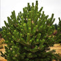 close up picture of the rectangle branches of the Austrian Pine tree