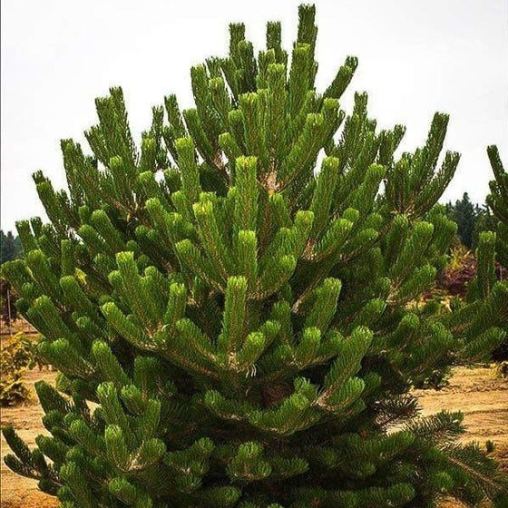 close up picture of the rectangle branches of the Austrian Pine tree