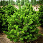 Austrian Pine Trees planted in rows for windbreaks