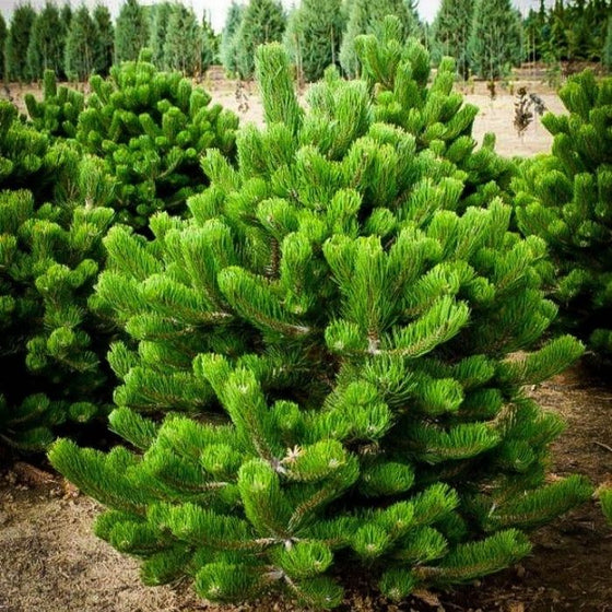 Austrian Pine Trees planted in rows for windbreaks
