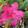 the autumn amethyst azalea shrub online has pink flowers with red freckles