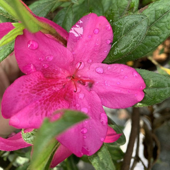 the autumn amethyst azalea shrub online has pink flowers with red freckles