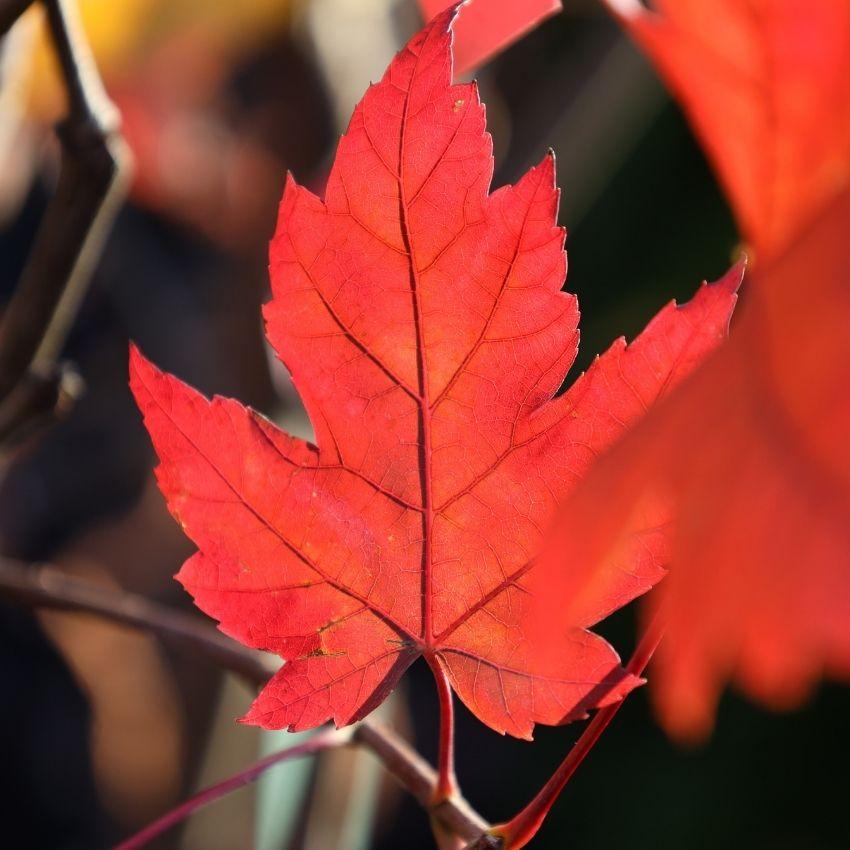 Red Fall Maple Leaf Picture