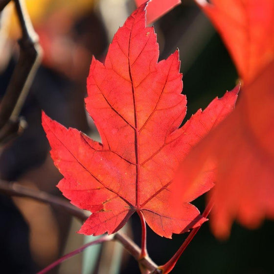 Red Sunset or Autumn Blaze Red Autumn Blaze Maple Fall Color