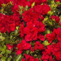Azalea Autumn Bonfire Shrubs are one of the few True Red azaleas