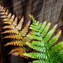 beautiful fall fern