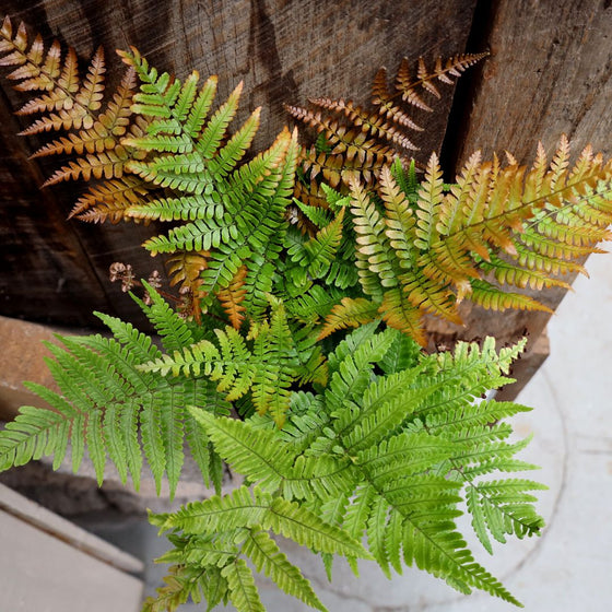new growth on the Autumn Brilliance Fern is a striking combination of yellow and orange.