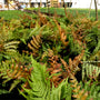vibrant colors of autumn fern