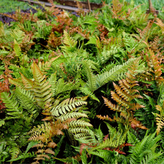 autumn fern planted en mass for shade garden ground cover