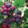 Autumn Serviceberry tree with large blueberry-like fruit called Juneberries that attract birds and wildlife