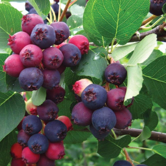 Autumn Serviceberry tree with large blueberry-like fruit called Juneberries that attract birds and wildlife