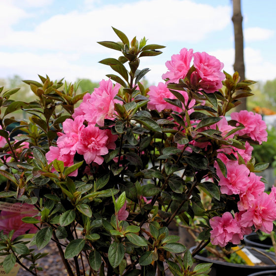 cluster of azalea autumn carnation flowers
