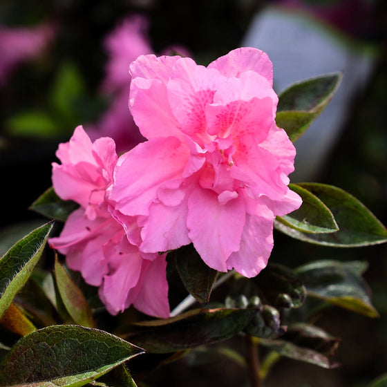 azalea autumn carnation sold online has soft pink blooms