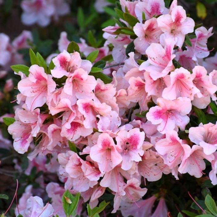 autumn-chiffon-encore-azalea-
