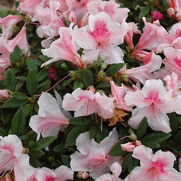 Buy Autumn Chiffon Encore Azaleas Online | Garden Goods Direct