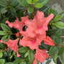 autumn coral azaleas have orange-pink flowers with pink spots