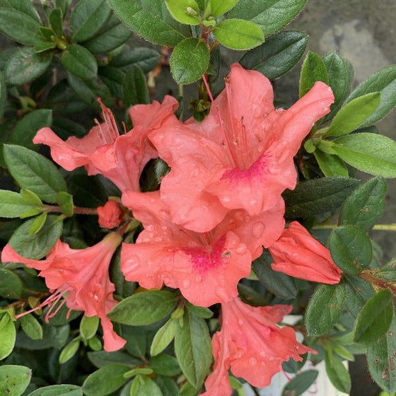 autumn coral azaleas have orange-pink flowers with pink spots