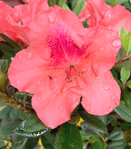 Autumn Coral® Encore® Azalea